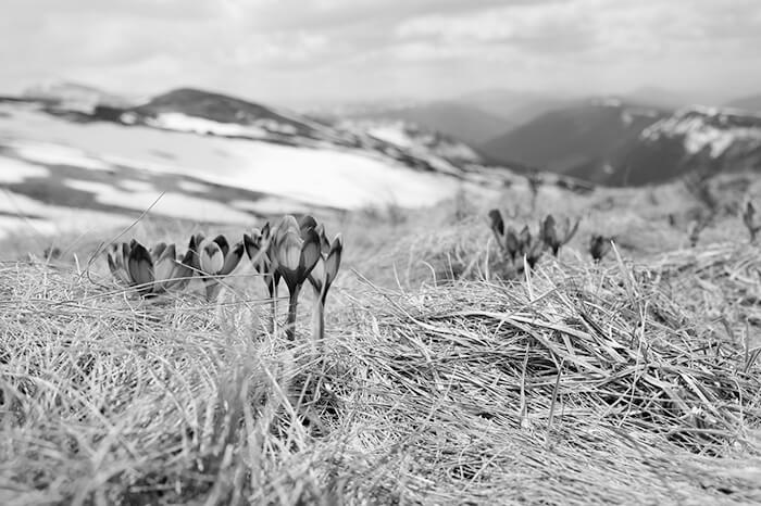 hiver laisse place printemps